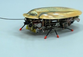 En Küçük Böcek Robot